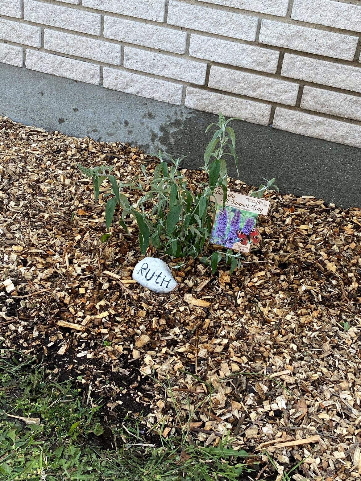 Mops Ruth billede 16