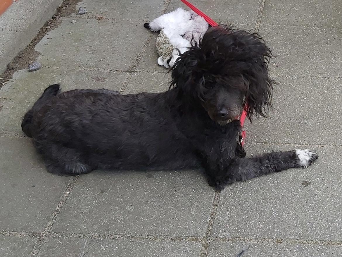 Blanding af racer Filuka Flufftop billede 2