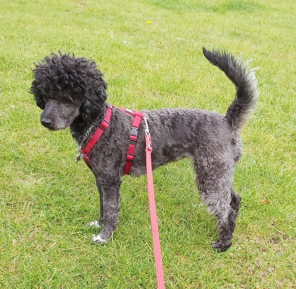 Blanding af racer Filuka Flufftop billede 1