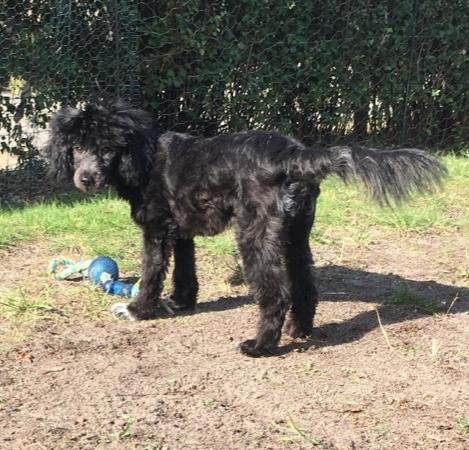 Blanding af racer Filuka Flufftop billede 4