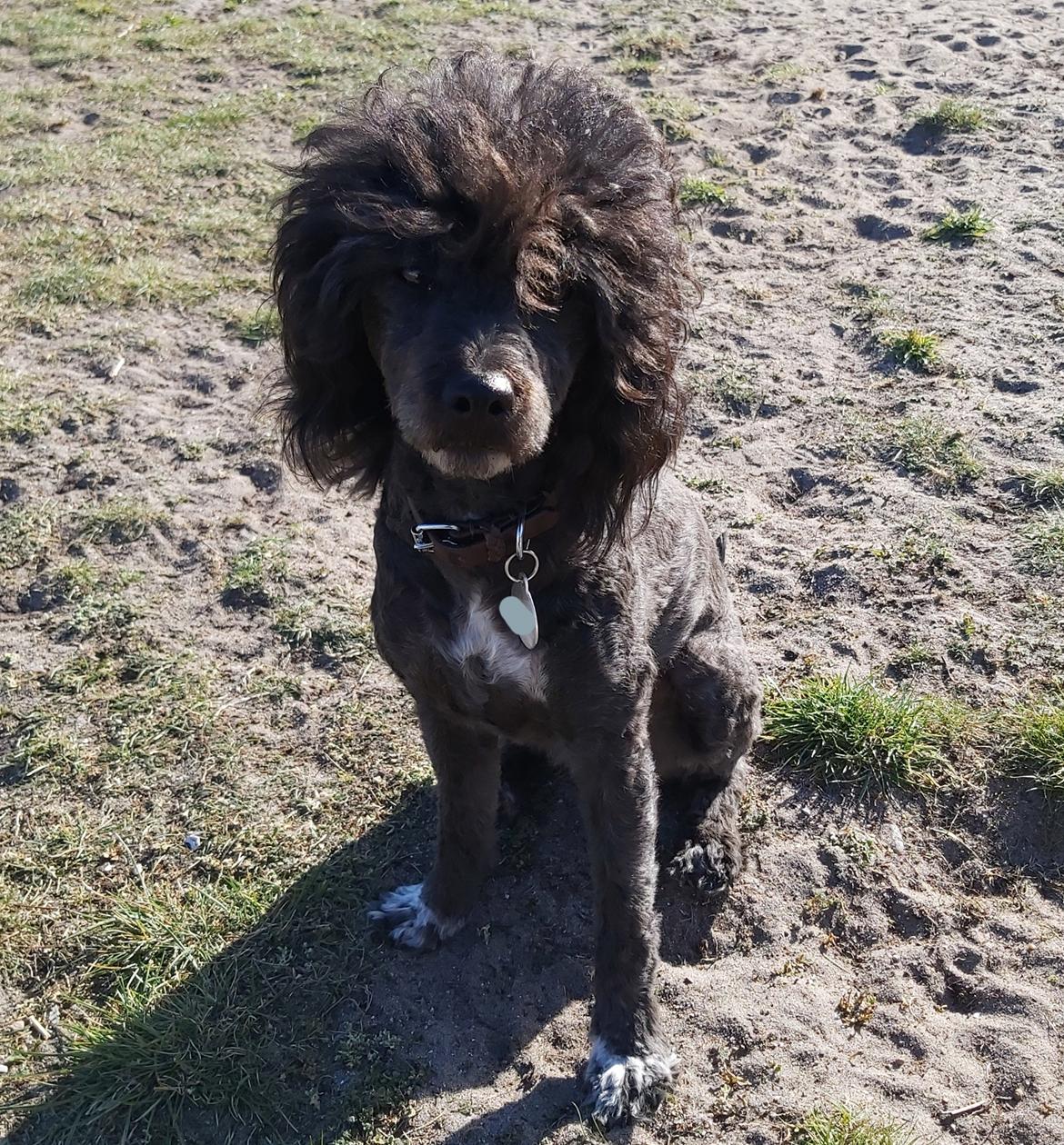 Blanding af racer Filuka Flufftop billede 3