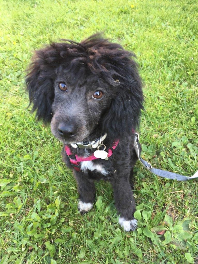 Blanding af racer Filuka Flufftop billede 6