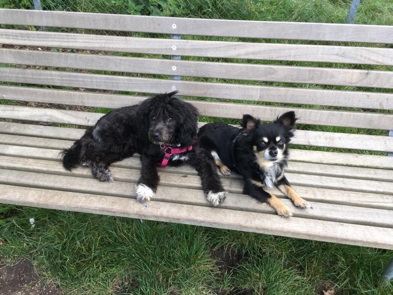 Blanding af racer Filuka Flufftop billede 5