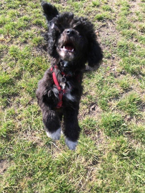 Blanding af racer Filuka Flufftop billede 8