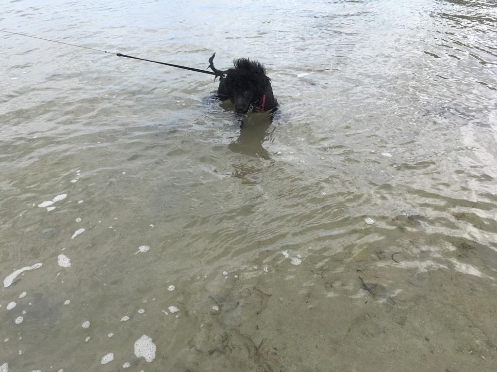 Blanding af racer Filuka Flufftop billede 9