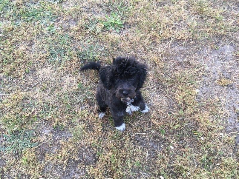 Blanding af racer Filuka Flufftop billede 10