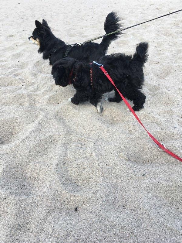 Blanding af racer Filuka Flufftop billede 11