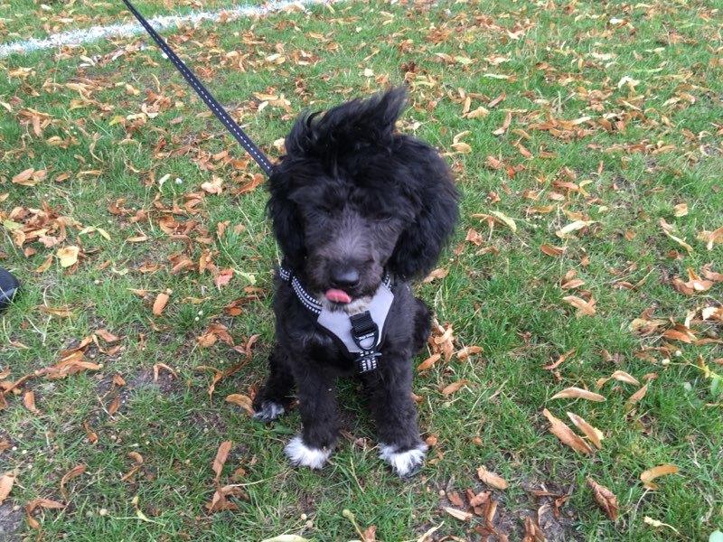 Blanding af racer Filuka Flufftop billede 7