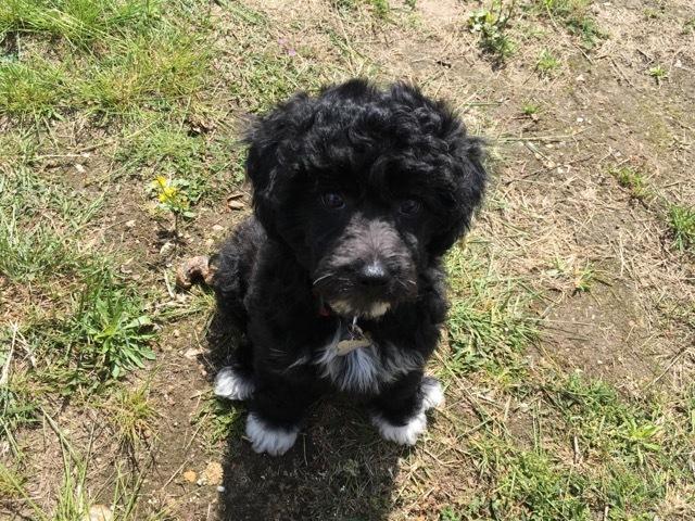 Blanding af racer Filuka Flufftop billede 12