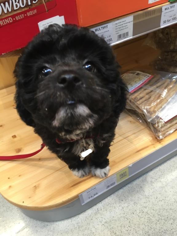 Blanding af racer Filuka Flufftop billede 14