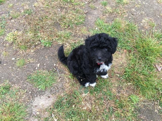 Blanding af racer Filuka Flufftop billede 15