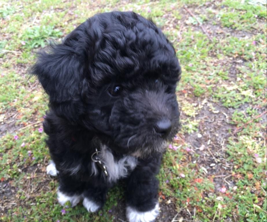 Blanding af racer Filuka Flufftop billede 16