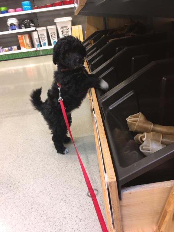 Blanding af racer Filuka Flufftop billede 13