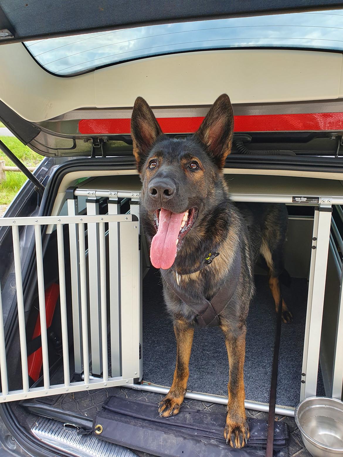 Schæferhund Coco billede 1