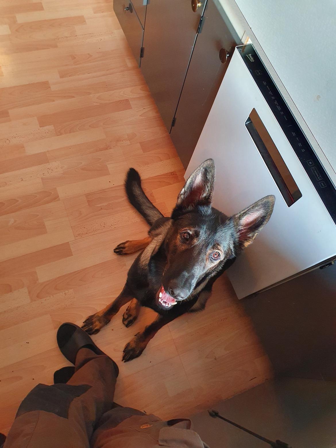 Schæferhund Coco billede 2