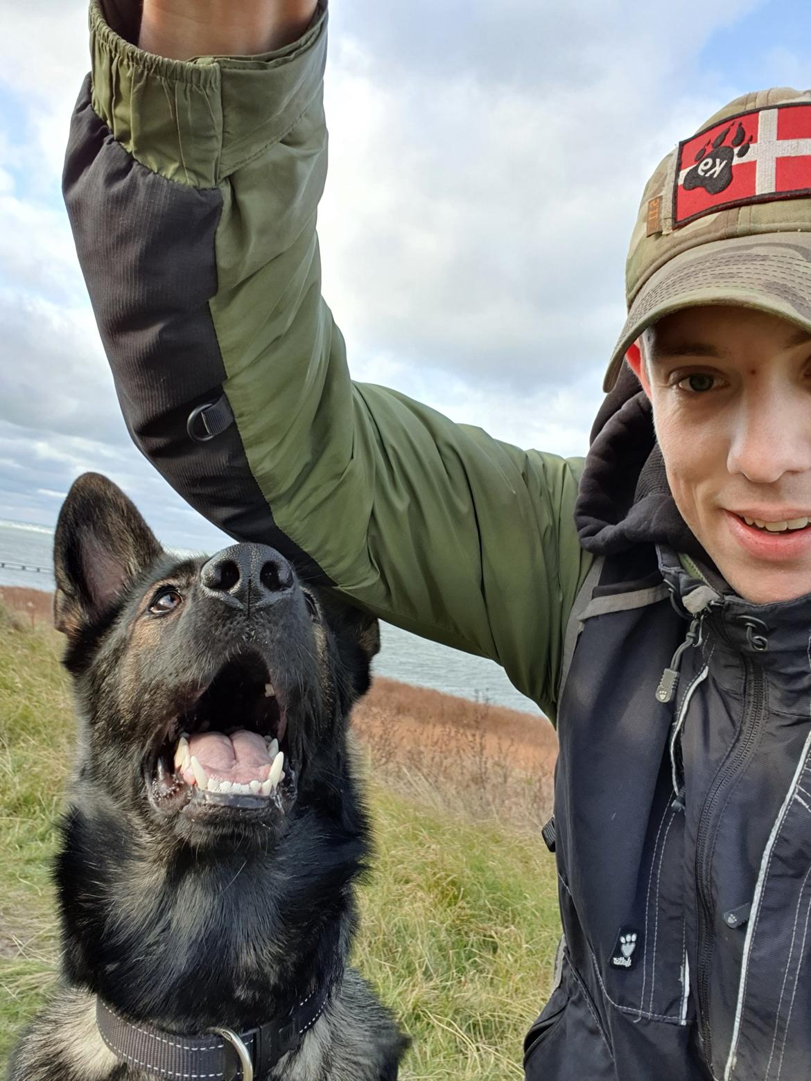 Schæferhund Coco billede 5