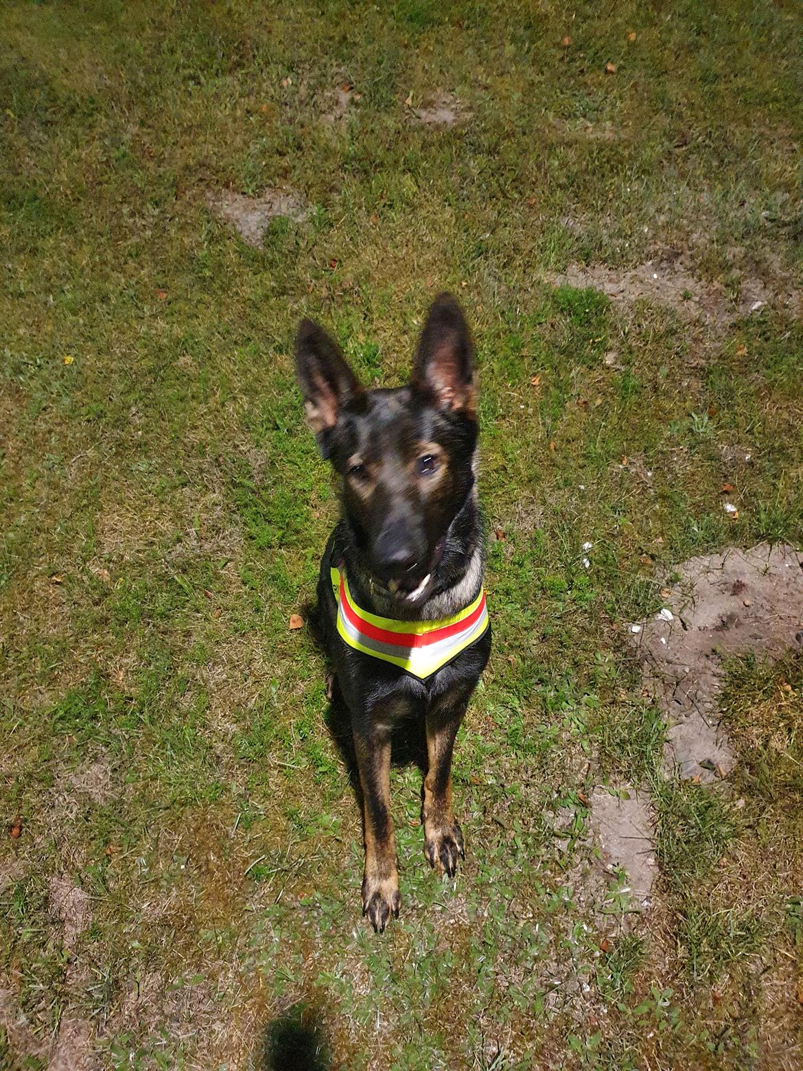 Schæferhund Coco billede 3