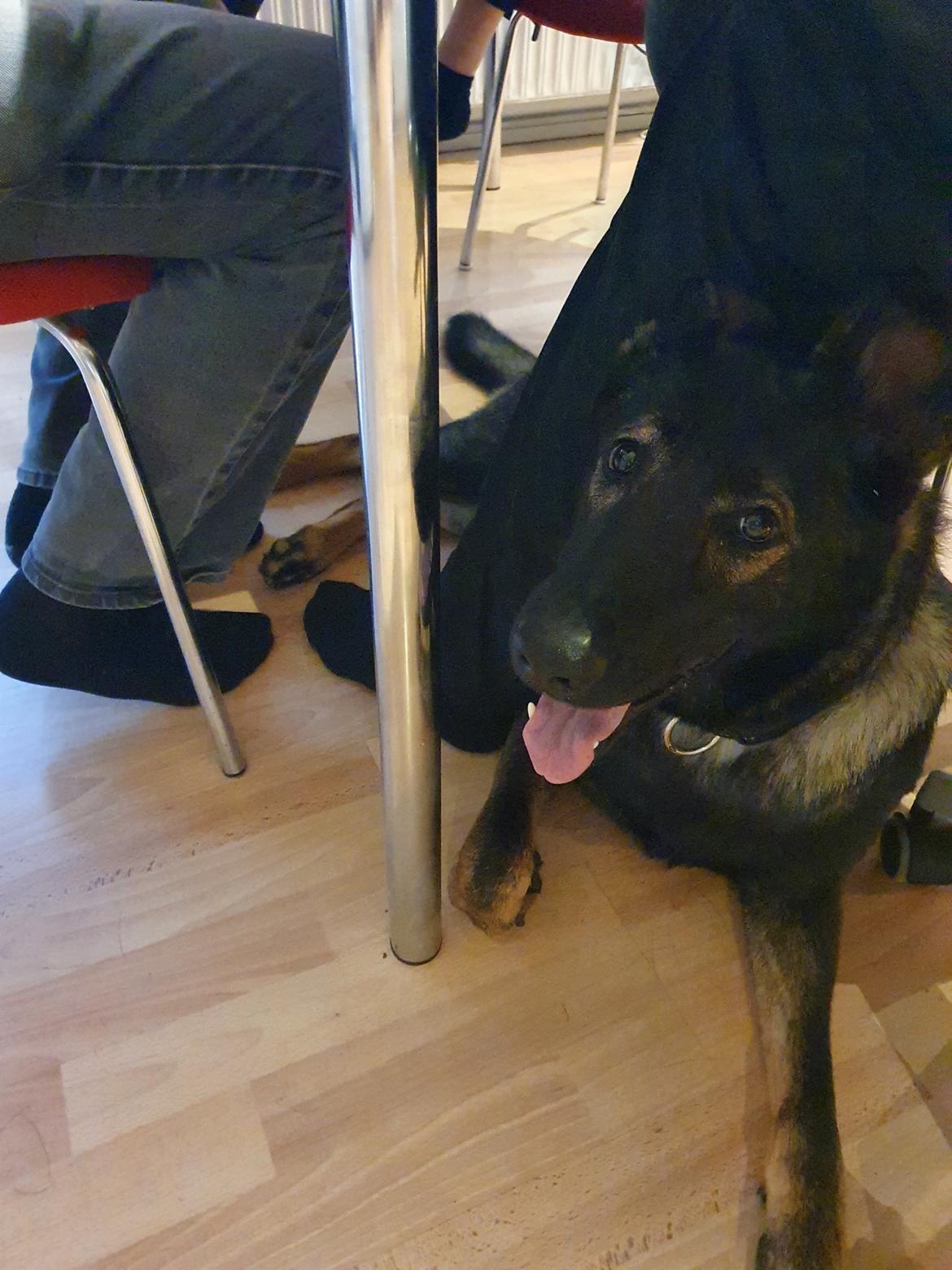 Schæferhund Coco billede 4