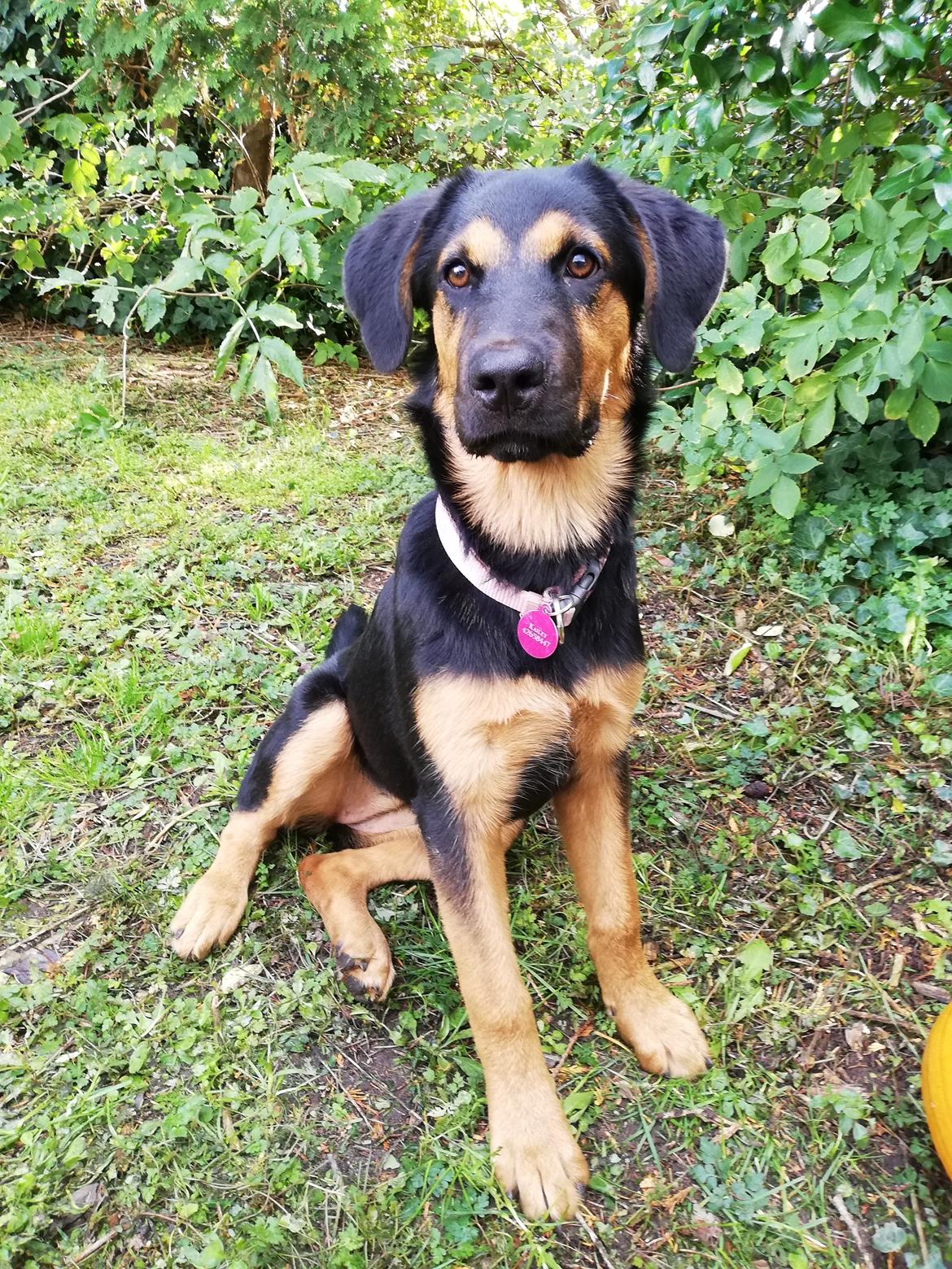 Blanding af racer Kailey billede 7