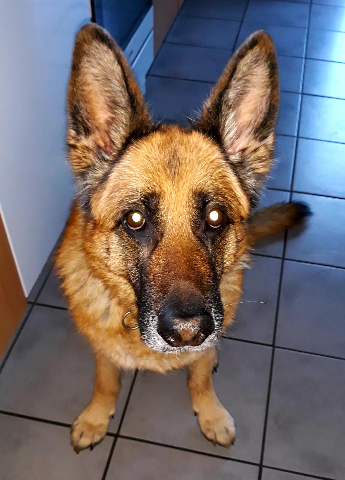 Schæferhund Hekami Tøsen. (Tøsen). (Mine forældres). billede 7