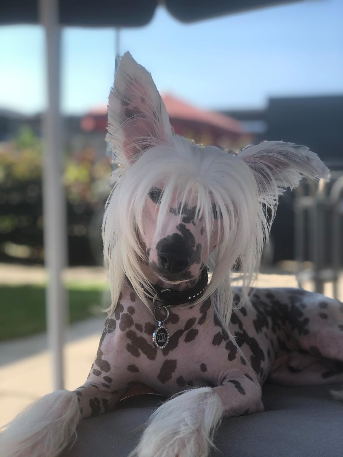 Chinese crested hårløs Freddie - 1 år billede 10