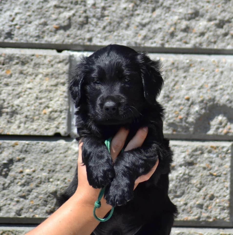 Flat coated retriever Tanima Flatcoats  - Feels like Fire "Ollie" billede 2