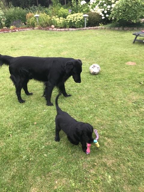 Flat coated retriever Tanima Flatcoats  - Feels like Fire "Ollie" billede 3