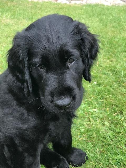 Flat coated retriever Tanima Flatcoats  - Feels like Fire "Ollie" billede 4