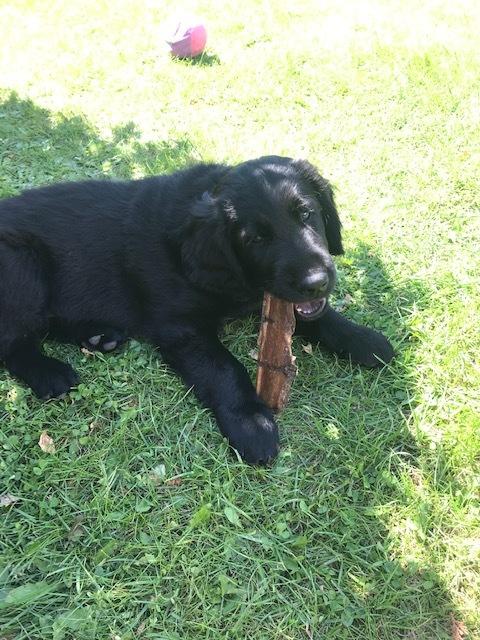 Flat coated retriever Tanima Flatcoats  - Feels like Fire "Ollie" billede 5