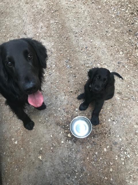 Flat coated retriever Tanima Flatcoats  - Feels like Fire "Ollie" billede 6