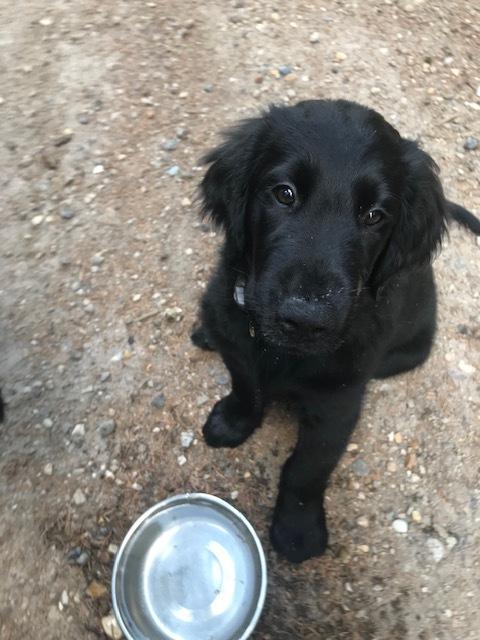 Flat coated retriever Tanima Flatcoats  - Feels like Fire "Ollie" billede 7