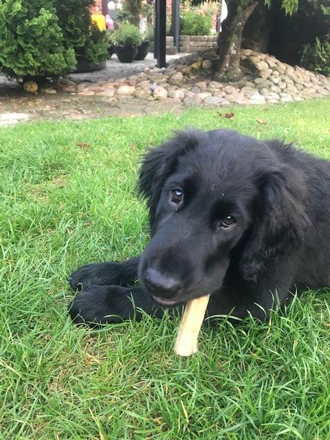 Flat coated retriever Tanima Flatcoats  - Feels like Fire "Ollie" billede 8