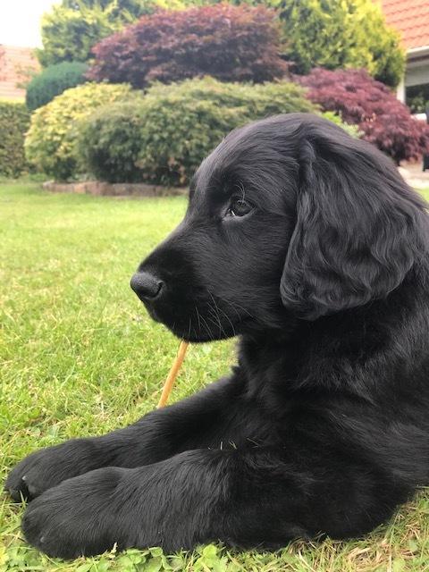 Flat coated retriever Tanima Flatcoats  - Feels like Fire "Ollie" billede 1