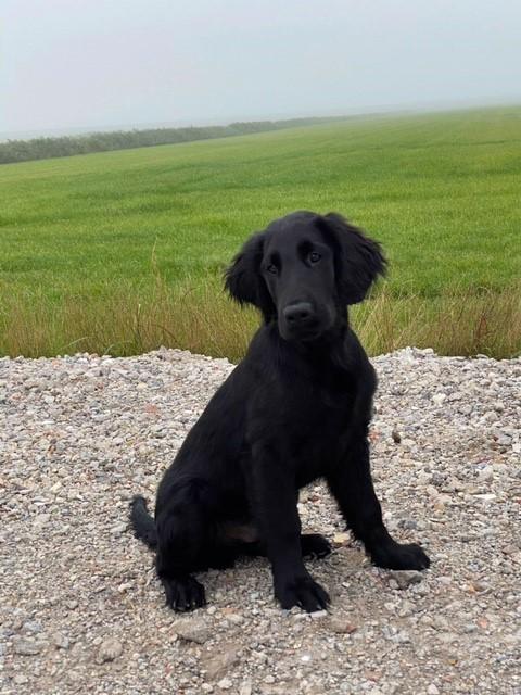 Flat coated retriever Tanima Flatcoats  - Feels like Fire "Ollie" billede 11
