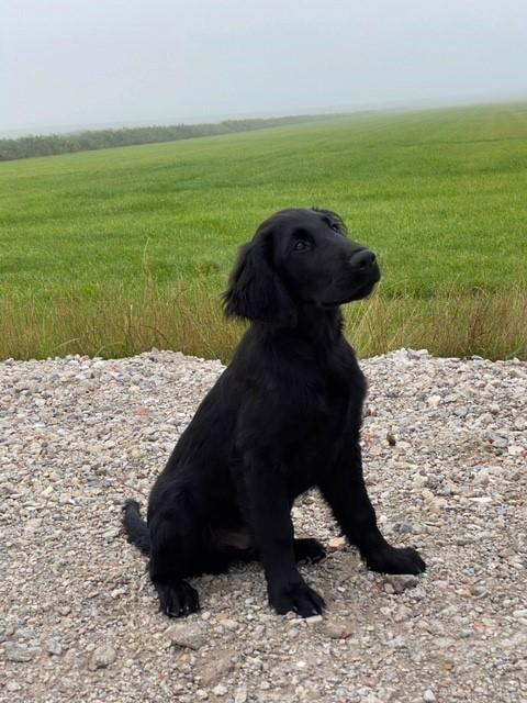 Flat coated retriever Tanima Flatcoats  - Feels like Fire "Ollie" billede 12