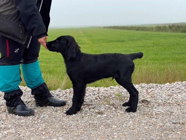 Flat coated retriever Tanima Flatcoats  - Feels like Fire "Ollie" billede 13