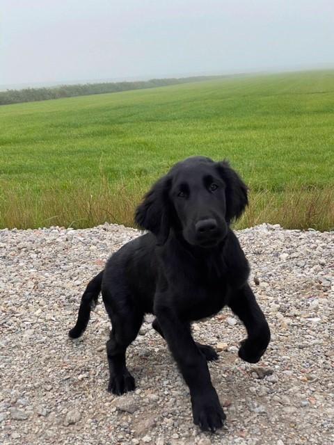 Flat coated retriever Tanima Flatcoats  - Feels like Fire "Ollie" billede 10