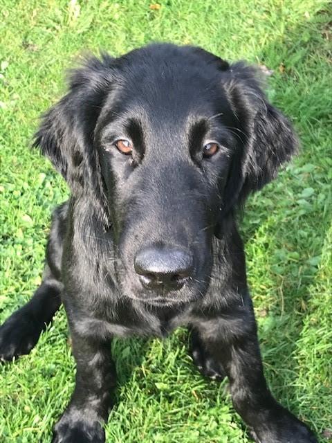 Flat coated retriever Tanima Flatcoats  - Feels like Fire "Ollie" billede 9