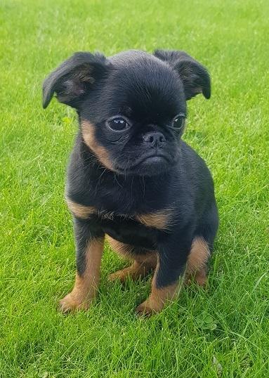 Griffon petit brabancon Mdac's Poetry In Motion billede 2