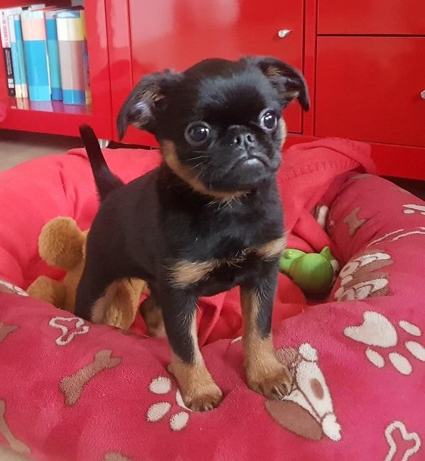 Griffon petit brabancon Mdac's Poetry In Motion billede 3