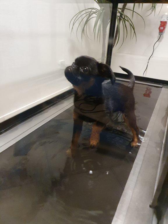 Griffon petit brabancon Mdac's Poetry In Motion billede 4