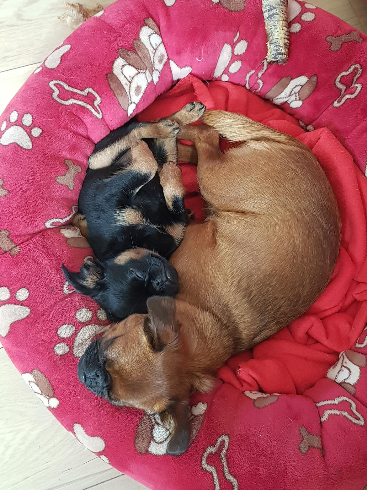 Griffon petit brabancon Mdac's Poetry In Motion billede 5