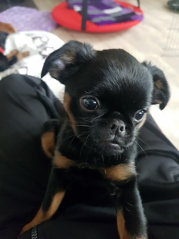 Griffon petit brabancon Mdac's Poetry In Motion billede 6