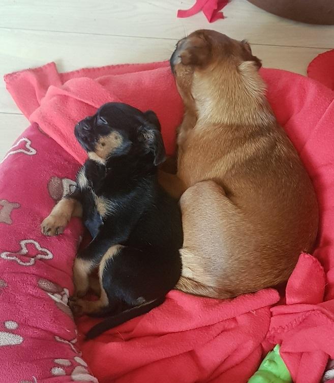 Griffon petit brabancon Mdac's Poetry In Motion billede 7