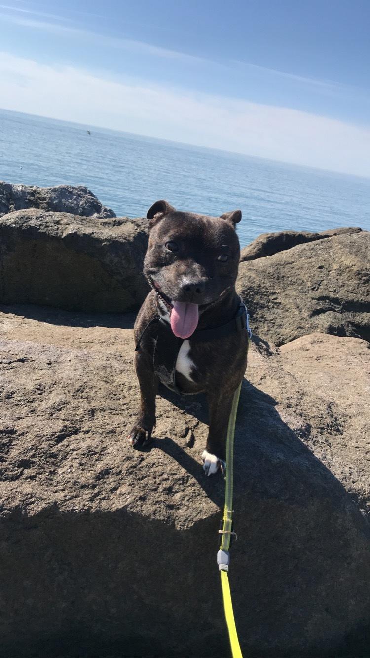 Staffordshire bull terrier Lundgaards Scar *Charlie* billede 28