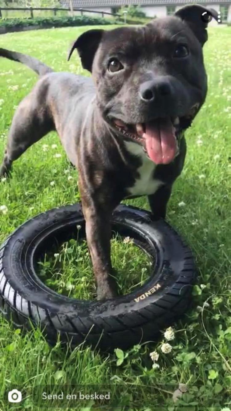 Staffordshire bull terrier Lundgaards Scar *Charlie* billede 33