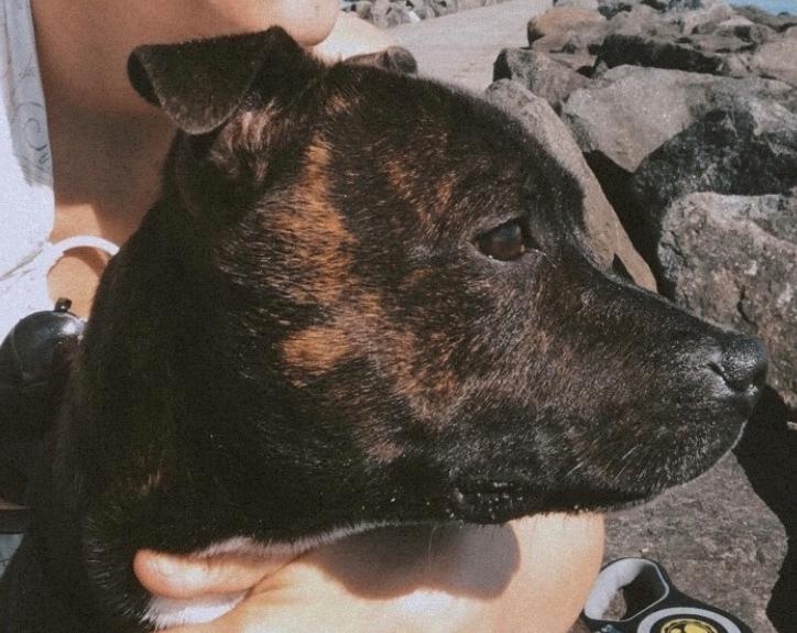 Staffordshire bull terrier Lundgaards Scar *Charlie* billede 31