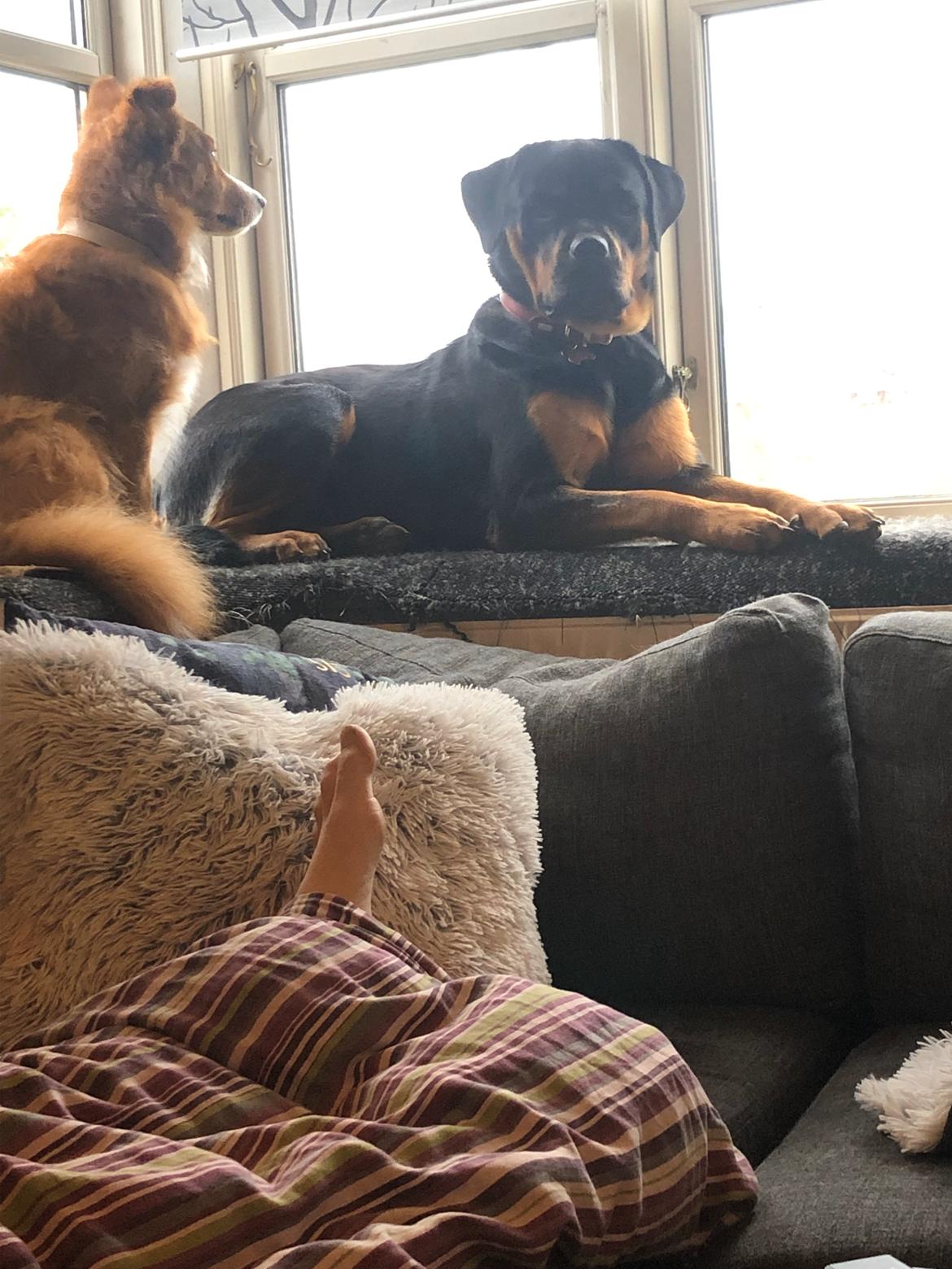 Blanding af racer Tot billede 3