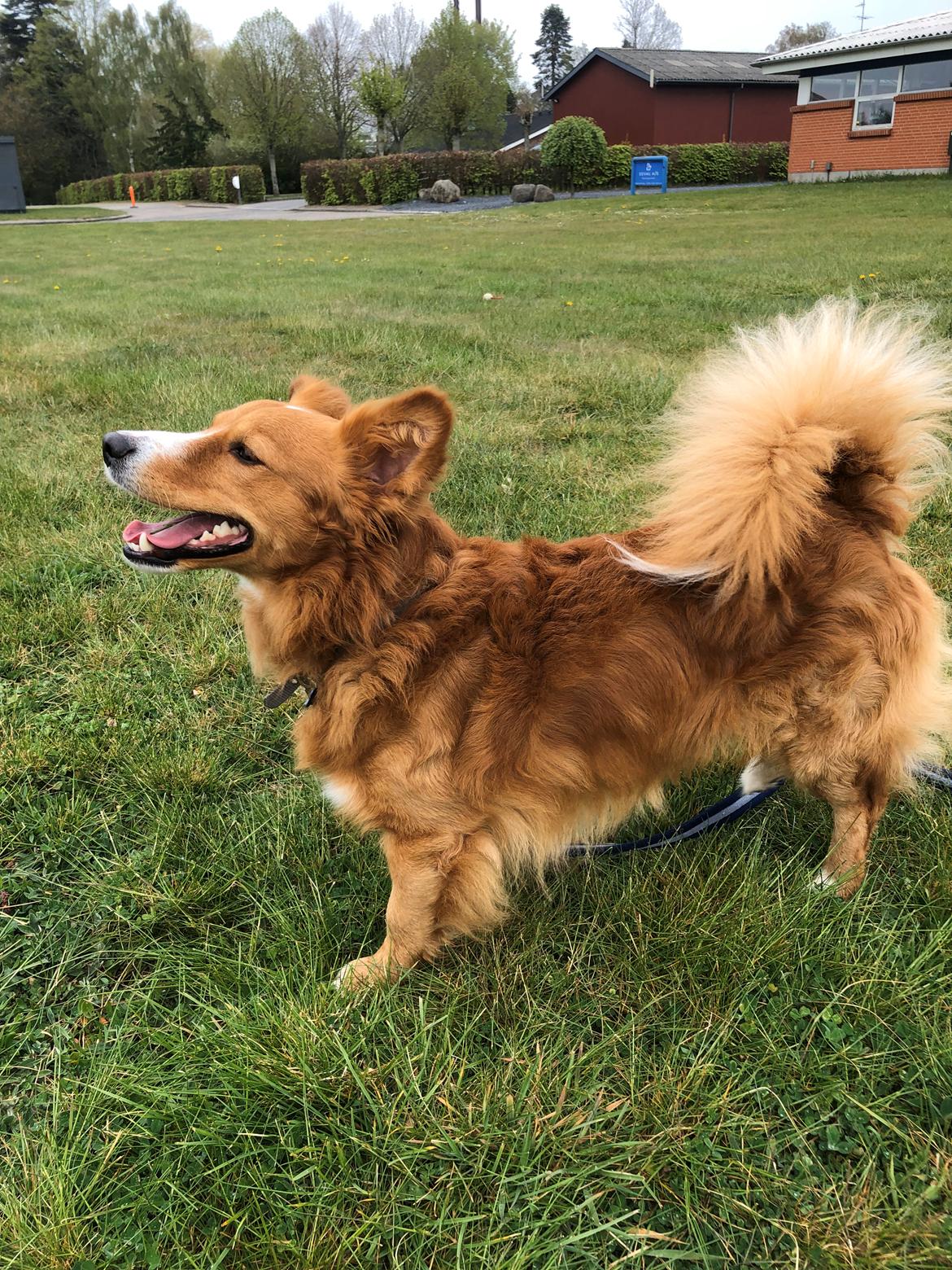 Blanding af racer Tot billede 11