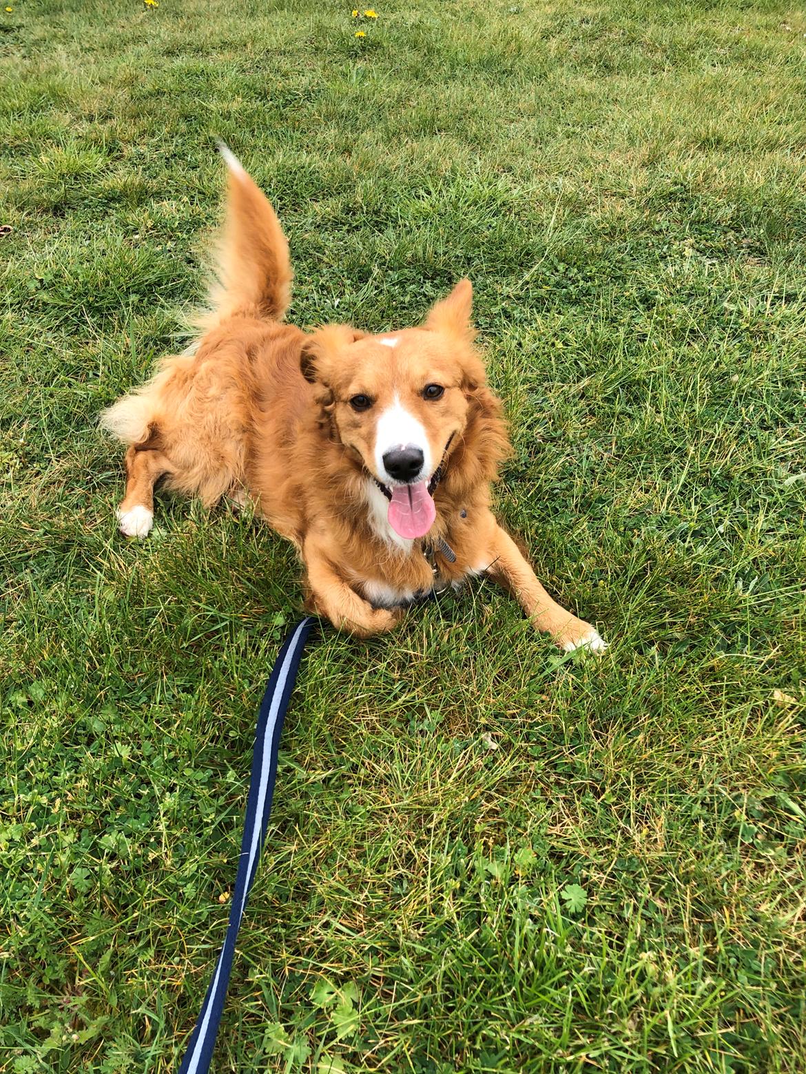 Blanding af racer Tot billede 12